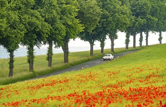 Country road near Warstein, row of trees, cornfield with blooming poppies, Sauerland, North