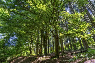 Forest, landscape on the Langenberg, near Niedersfeld, in the Hochsauerland district, highest