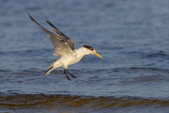 Caspian Tern, flight photo, (Thalasseus bergii), East Khawr / Khawr Ad Dahariz, Salalah, Dhofar,