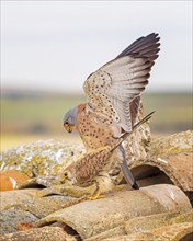 Lesser kestrel (Falco naumanni) male, female, pair, mating, courtship, Toledo, Spain, Europe