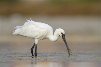 Spoonbill, (Platalea leucorodia), Floating Hide fixed, Tiszaalpár, Kiskunsági National Park,