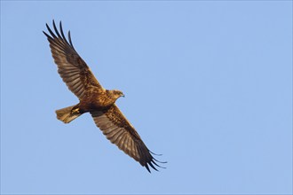 Western marsh-harrier (Circus aeruginosus), Hides de El Taray / Raptor Hide, Villafranca de los