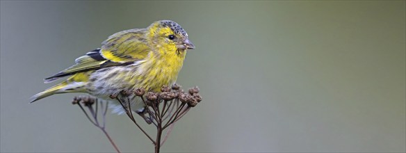 Eurasian siskin (Carduelis spinus), Heligoland, Schleswig-Holstein, Germany, Europe