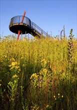 Viewing platform with flowering vegetation on the Pluto spoil tip, Herne, Ruhr area, North