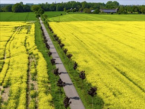 The avenue cycle path between Xanten and Marienbaum, Kalkar, on the Lower Rhine, former railway