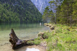 Deadwood in Königssee, Berchtesgadener Land, Bavaria, Germany, Europe