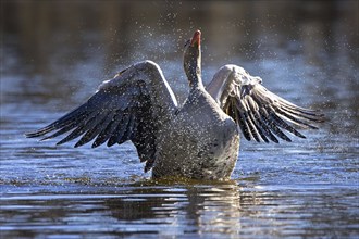 Greylag goose, graylag goose (Anser anser) bathing by flapping wings in lake