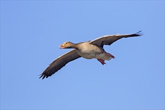 Greylag goose, graylag goose (Anser anser) flying against blue sky in spring