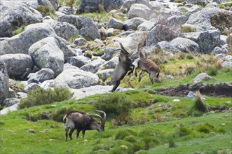 Two wild goats stand upright fighting, another one grazing in the foreground, Gredos ibex (Capra