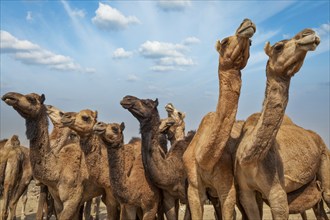 Camels at Pushkar Mela (Pushkar Camel Fair) . Pushkar, Rajasthan, India, Asia