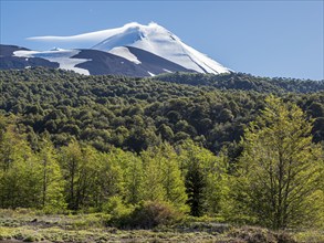 Volcano Llaima seen from lake Conguillio, Conguillio National Park, Chile, South America