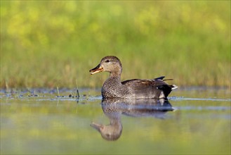 Gadwall, (Anas strepera), Mareca strepera, Wagbachniederung, Calera Y Chozas, Baden-Württemberg,