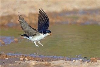 House Martin, Town Swallow, common house martin (Delichon urbica), Lesbos Island, Greece, Europe