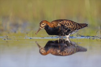 Ruff (Philomachus pugnax), male, Narew, Bialystok, Podlasie, Poland, Europe