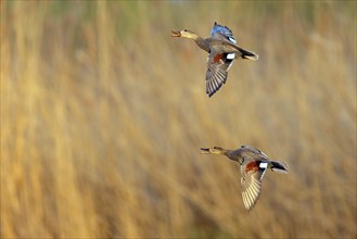 Gadwall, (Anas strepera), Mareca strepera, two ducks in flight, Wagbachniederung, Wagh‰usl,