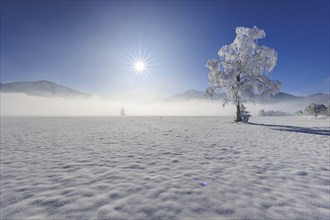 Snow-covered tree, hoarfrost, sun, winter, Loisach-Lake Kochel moor, Alpine foothills, Upper