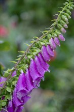 Foxglove (Digitalis purpurea), raindrops, North Rhine-Westphalia, Germany, Europe