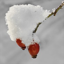 Rose hips covered in snow in winter, Belgium, Europe