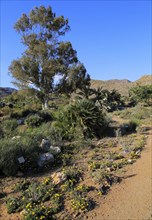 Botanical gardens at Rodalquilar, Cabo de Gata natural park, Almeria, Spain, Europe