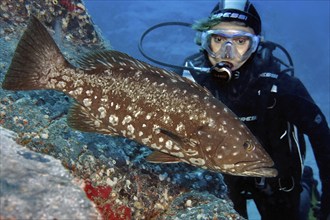 Diver looking at swims very close to Atlantic Island Grouper (Mycteroperca fusca) Crested Grouper