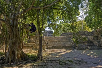 Mayan culture in the jungle with monkey in the tree pyramid Chacchoben Mexico