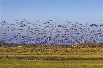 A flock of hundreds of seabirds flies over the marsh. Hattstedtermarsch, Hattstedt,