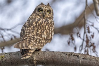 Short-billed Owl (Asio flameus) sitting on a branch. Bas Rhin, Alsace, France, Europe