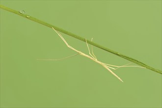 Pink Winged Stick Insect or Winged Stick Insect (Sipyloidea chlorotica, Sipyloidea sipylus), nymph,