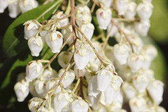 Flowering japanese andromeda (Pieris japonica), North Rhine-Westphalia, Germany, Europe