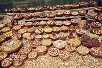 Cactus plants display The Beth Chatto garden and nursery, Elmstead Market, Essex, England, United