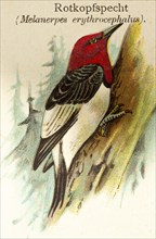 Red-headed woodpecker (Melanerpes erythrocephalus) Tree trunk, forest, habitat, historical