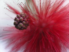 Macro photograph of a bud and a flower of the red powder-puff shrub (Calliandra tweedii)