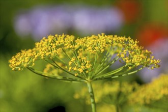 Fennel (Foeniculum vulgare), Brittany, France, Europe