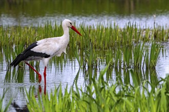 White stork (Ciconia ciconia) foraging in shallow water in marshland, wetland in spring