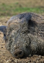 Wild boar (Sus scrofa) close-up of adult male sleeping in the mud