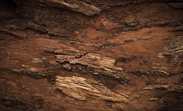 Background, walnut bark, wood texture, Horizontal, close-up, Rustic