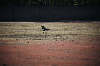 A crow flies over the former roll call area at the Sachsenhausen concentration camp memorial.