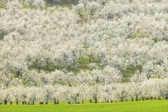 Fruit blossom near Maxen in the Eastern Ore Mountains, Maxen, Saxony, Germany, Europe