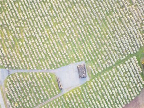 Orchards in bloom near Wittgensdorf in the Eastern Ore Mountains, Wittgensdorf, Saxony, Germany,