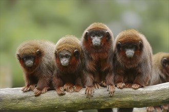 Red jumping monkey or red titi (Plecturocebus cupreus, Callicebus cupreus), captive, occurring in