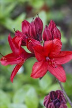 Rhododendron (azalea) flowers of various colors in the spring garden. Closeup. Blurred background