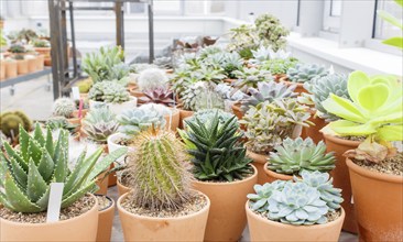 Various types of succulent in flower pots in the greenhouse. Closeup, selective focus