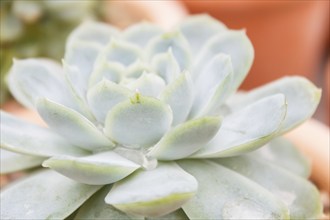 Beautiful succulent plant in greenhouse. Closeup, floral patterns, selective focus