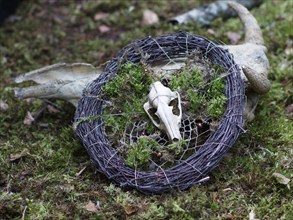 A small skull of an animal on a wreath of branches and moss. Pagan symbols, witches, Wicca