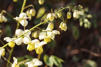 Yellow barrenwort (epimedium) flourishing in the garden with green background