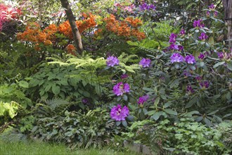 Decorative trees. shrubs and flowers in the garden: rhododendron, ferns, orchids. Beautiful