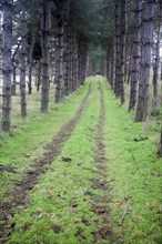 Grassy pathway through conifer trees into the distance, Suffolk, England, United Kingdom, Europe