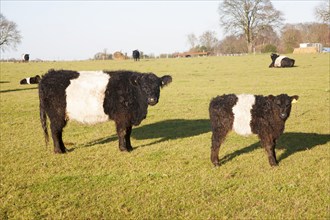 Rare breed Belted Galloway beef cattle herd at Lux farm, Kesgrave, Suffolk, England, United