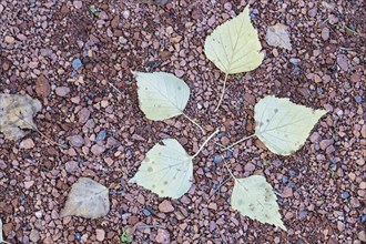 Small red stones with yellow autumn leaves