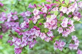 Weigela flowering branch in the botanical garden in spring